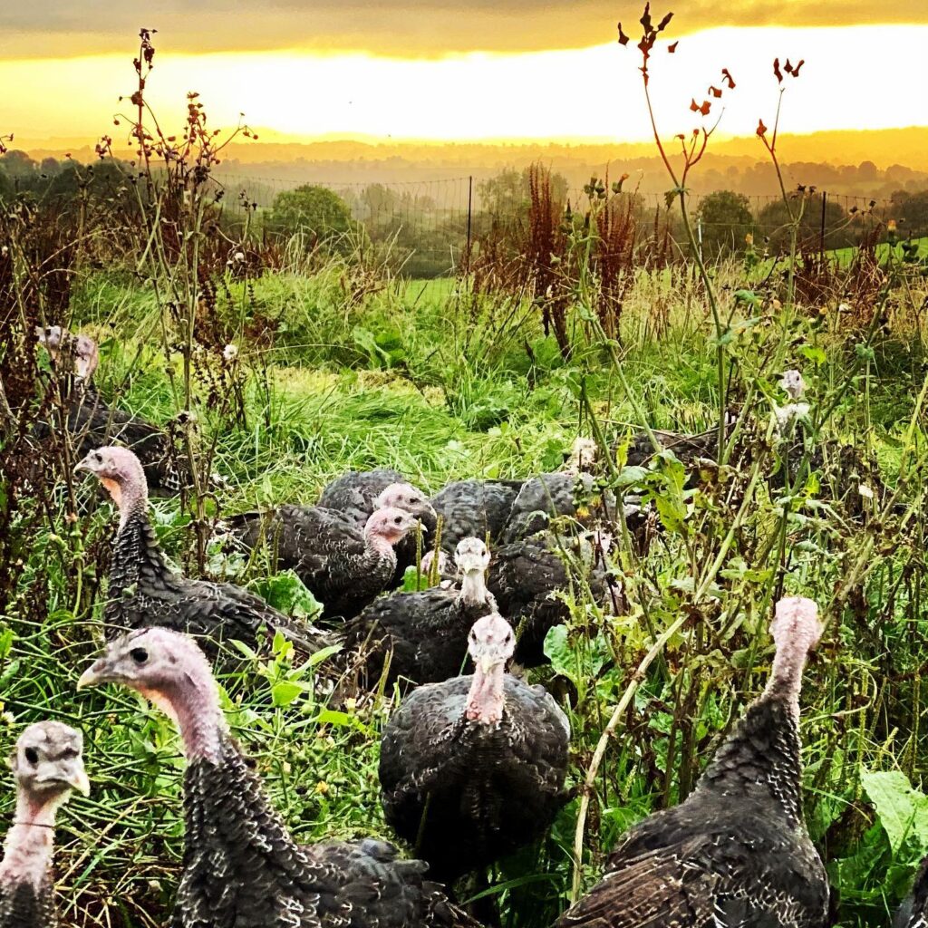 TURKEYS-1-1024x1024 TURKEYS-1-1024x1024